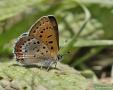 Lycaena helle (Menekşe Bakırgüzeli)